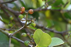 Carallia brachiata